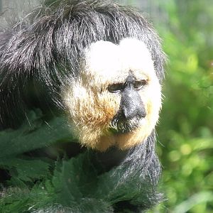 White Faced Saki Monkey