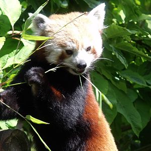 Red Panda