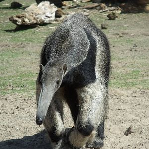 Giant Anteater