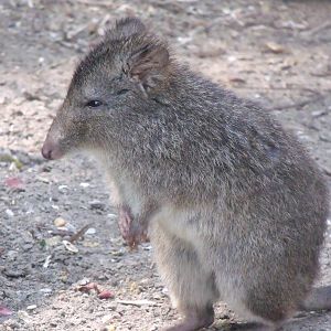 Long nosed Potoroo