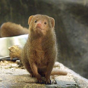 Dwarf Mongoose
