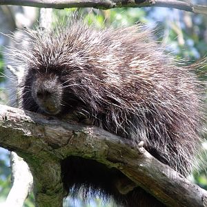 American Tree Porcupine