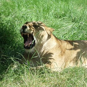 African Lioness