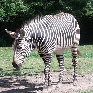 Hartmann's Mountain Zebra