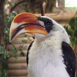 Von decken's Hornbill