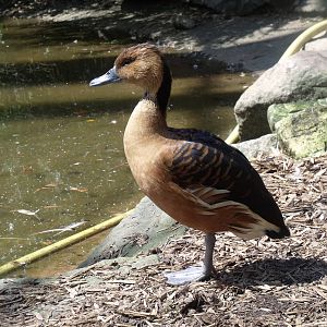 Fulvous Whistling Duck