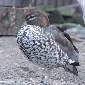 Australian Wood duck