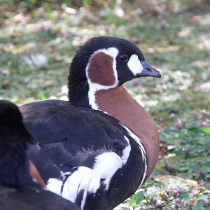 Red Breasted Goose