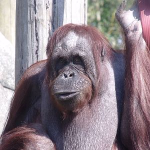 bornean orangutan