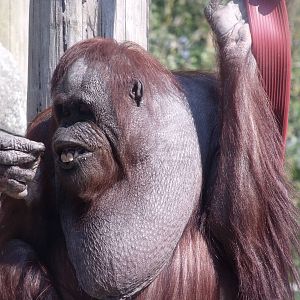 bornean orangutan