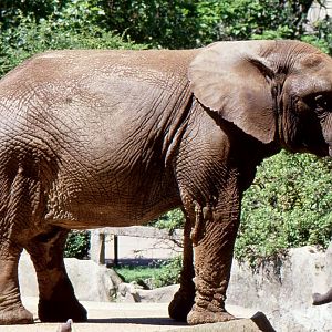 Colo, Forest African Elephant 1989