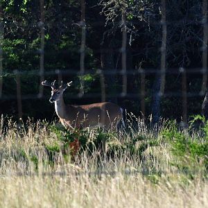 Whitetail Deer - Texas