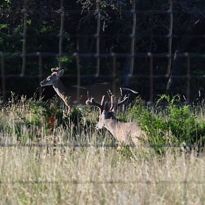 Whitetail Deer - Texas