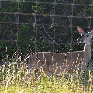 Whitetail Deer - Texas