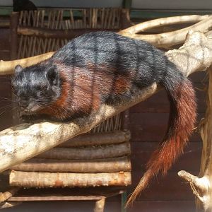 Callosciurus (finlaysoni) ferrugineus