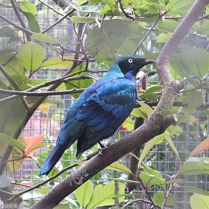 Splendid Glossy-starling