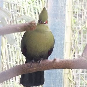 Black-billed Turaco