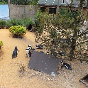 African Penguins in 'Penguin Beach'