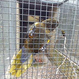 Duyvenbodes Lory and Enclosure