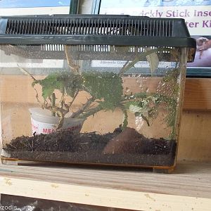 Stick insect 'starter kit' for sale