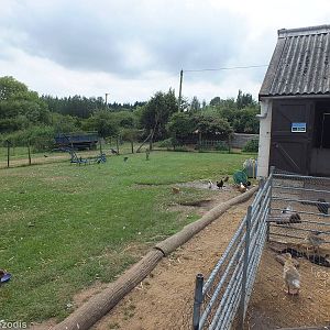 Domestic Fowl area in Jenny Wren Farm