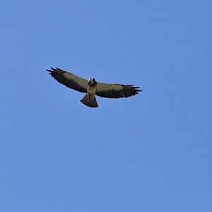 Swainsons Hawk - Texas