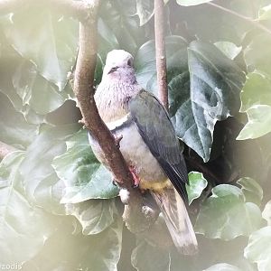 Pink-headed Fruit-dove