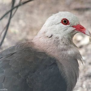 Pink Pigeon