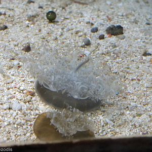 Upside-down Jellyfish in Underwater World