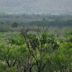 Scotts Oriole and the brush habitat of the Marathon Basin - Texas