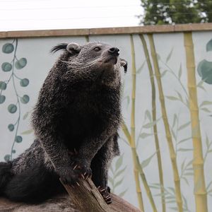 Binturong