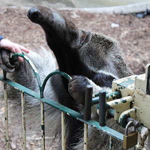 Anteater with keeper