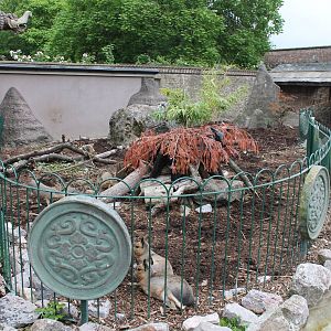 Anteater/Mara enclosure