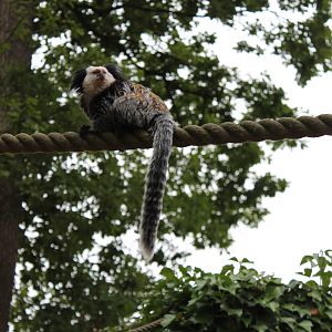 Marmoset