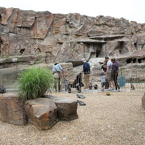 Penguin Enclosure with walkthrough