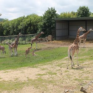 Giraffe herd