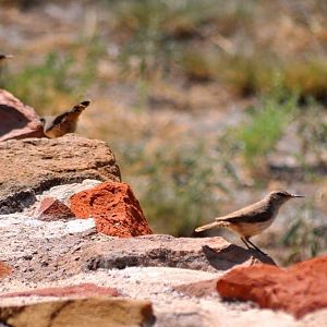 Rock Wrens - Texas