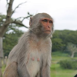 Rhesus Macaque