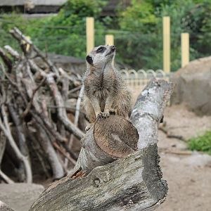 Meerkat