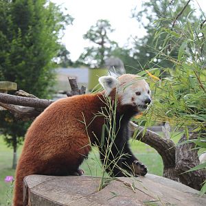 Red Panda