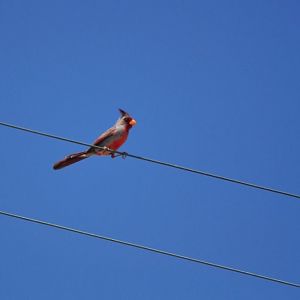 Pyrrhuloxia - Texas