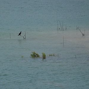 Neotropic Cormorant - Texas