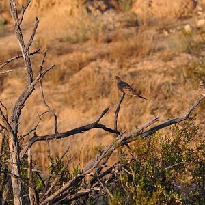 Mourning Doves - Texas