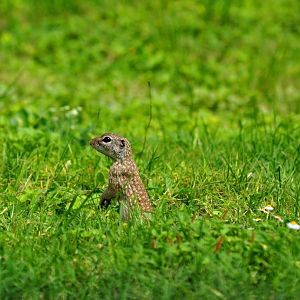 Mexican Ground Squirrel - Texas