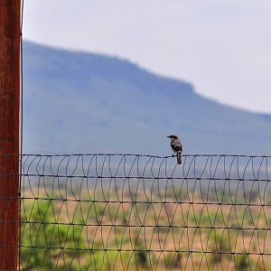 Loggerhead Shrike - Texas