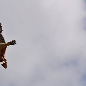 Lesser Nighthawk - Texas
