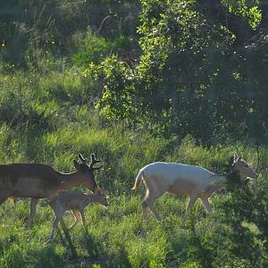Fallow Deer - Texas