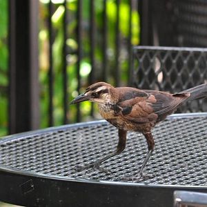 Great-tailed Grackle - Texas