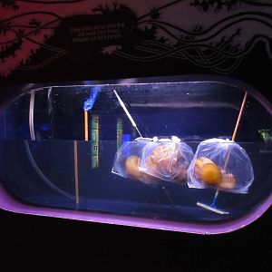 Pacific Sea Nettles in Bags!