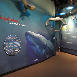 Hallway to Shark Adventure